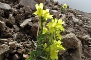 SENTIERO DEI FIORI ‘Claudio Brissoni’ ad anello da Capanna 2000 il 9 luglio 2020 - FOTOGALLERY